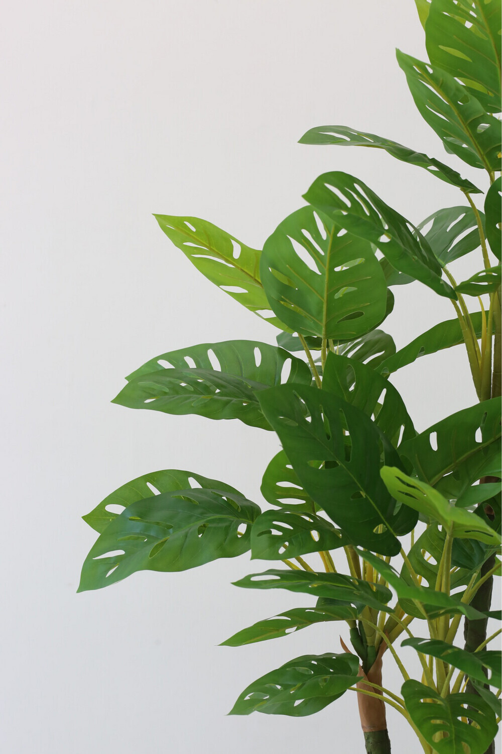 Монстера Obliqua 130 см.