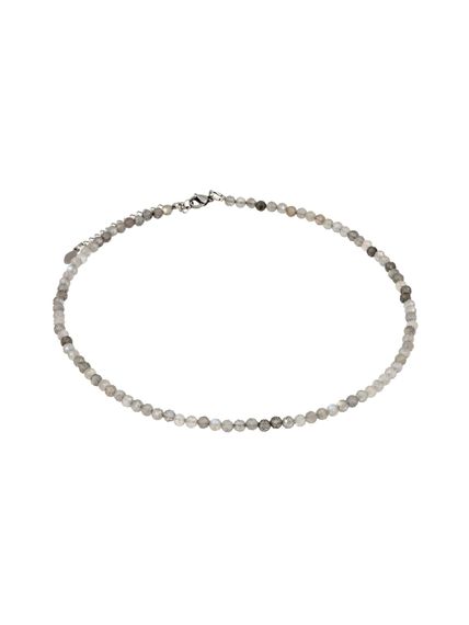 Фото чокер из лабрадор 2145/4_лабрадор на белом фоне анфас