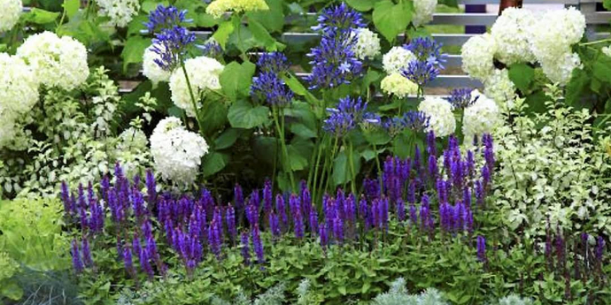 Многолетние цветы