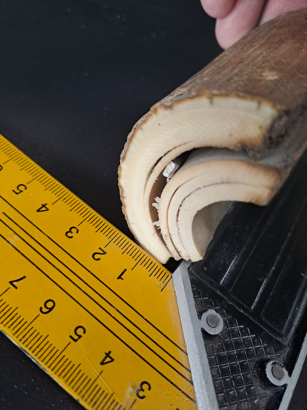 Бивень мамонта для коллекции и поделок