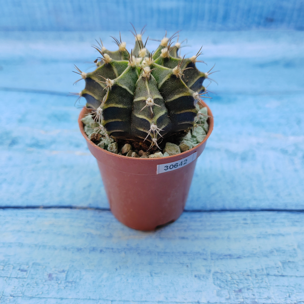 Gymnocalycium Friedrichii (Гимнокалициум)