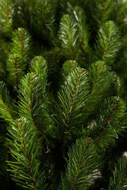 Ель Вирджиния 155см зеленая Triumph Tree