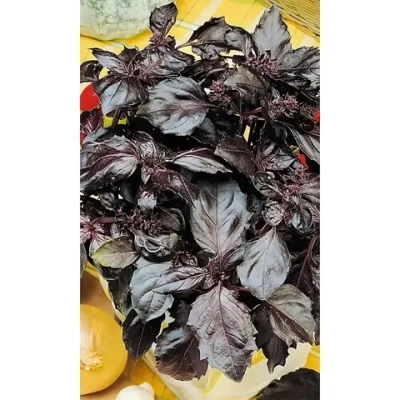 Семена Базилик Фиолетовый (МАРС) 0,3гр Б/П