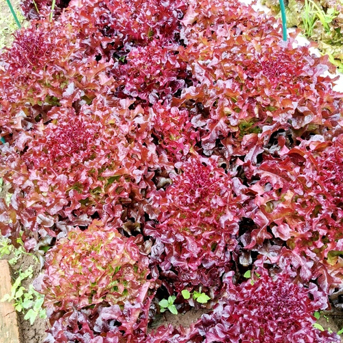 Салат Дыхание Красного Дракона