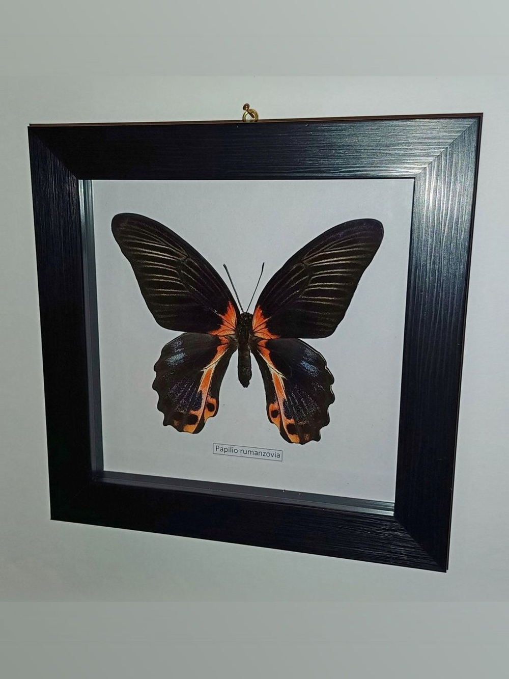 Бабочка Papilio rumanzovia самка в рамке