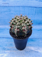 Gymnocalycium T-Rex Pink hybride (Гимнокалициум T-rex)