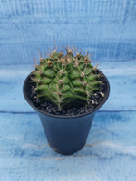 Gymnocalycium T-Rex Pink hybride (Гимнокалициум T-rex)