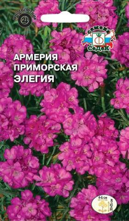 Армерия Элегия приморская