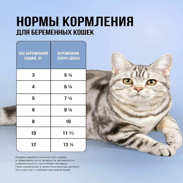 Пауч BOWL WOW для котят и беременных кошек с белой рыбой и тыквой, кусочки в соусе