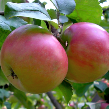 Яблоня осенняя Жигулевское (2-летняя) п/карл.подвой ЗКС