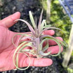 Тилландсия streptophylla x novakii
