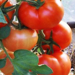 БОБКАТ F1 семена томата (Syngenta | Alexagro)