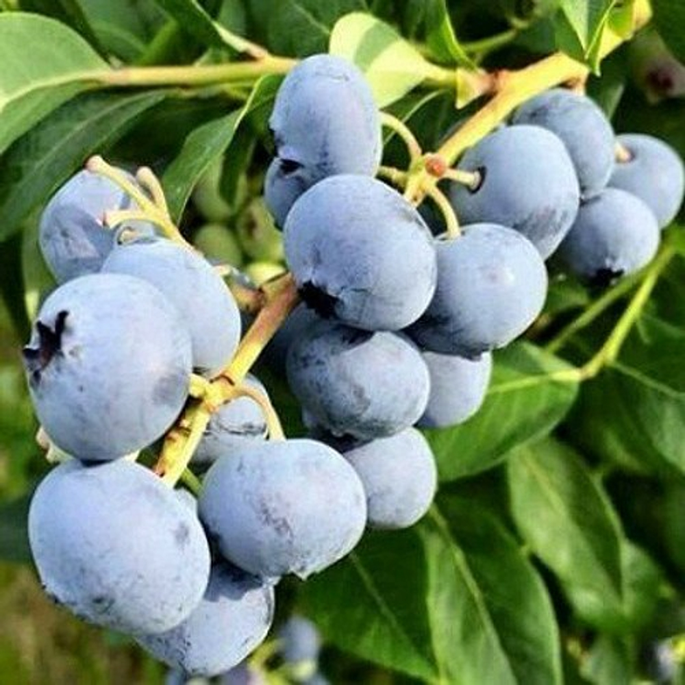 Голубика Блюджей