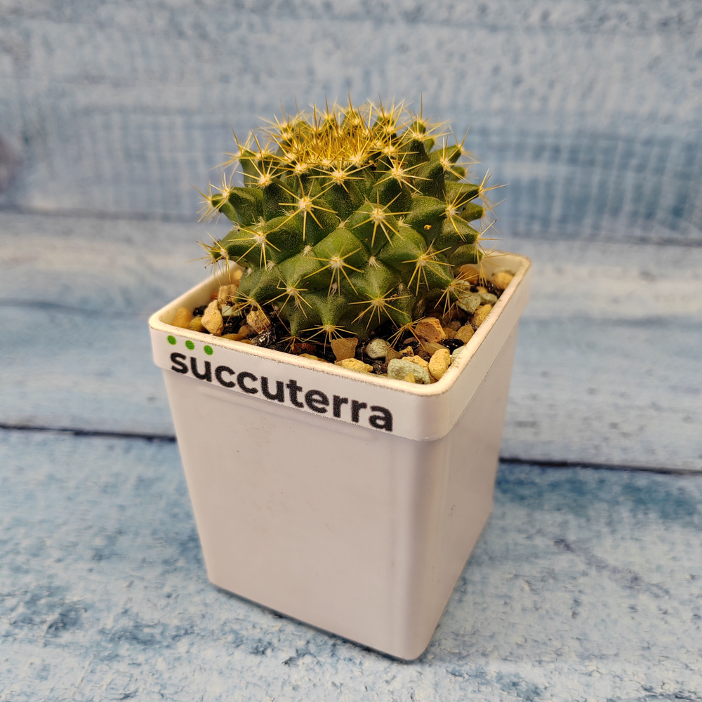 Mammillaria Marksiana (Маммилярия)