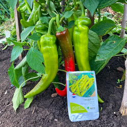 Перец острый Тандер F1