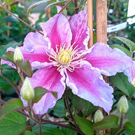 Клематис Tudor (Тюдор) Р9