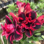 Адениум обесум RAM RUAY