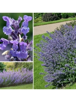 Котовник Фассена Уолкерс Лоу С2 Закупка М39 июнь 2026