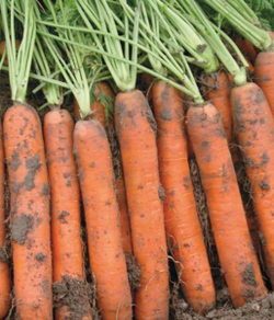 Cемена моркови Наполи F1, Bejo, 0,5 гр.