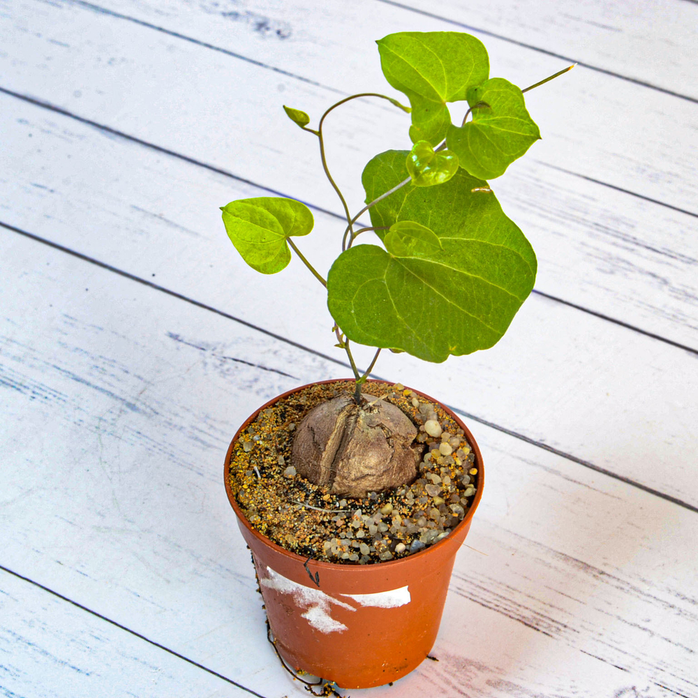 Dioscorea Elephantipes (Диоскорея)