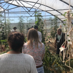 Тандер F1 семена перца острого (Rijk Zwaan / Райк Цваан)