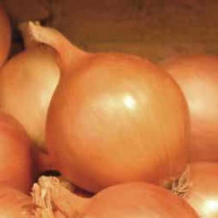 Валентино F1 семена лука репчатого (Hazera / Хазера)