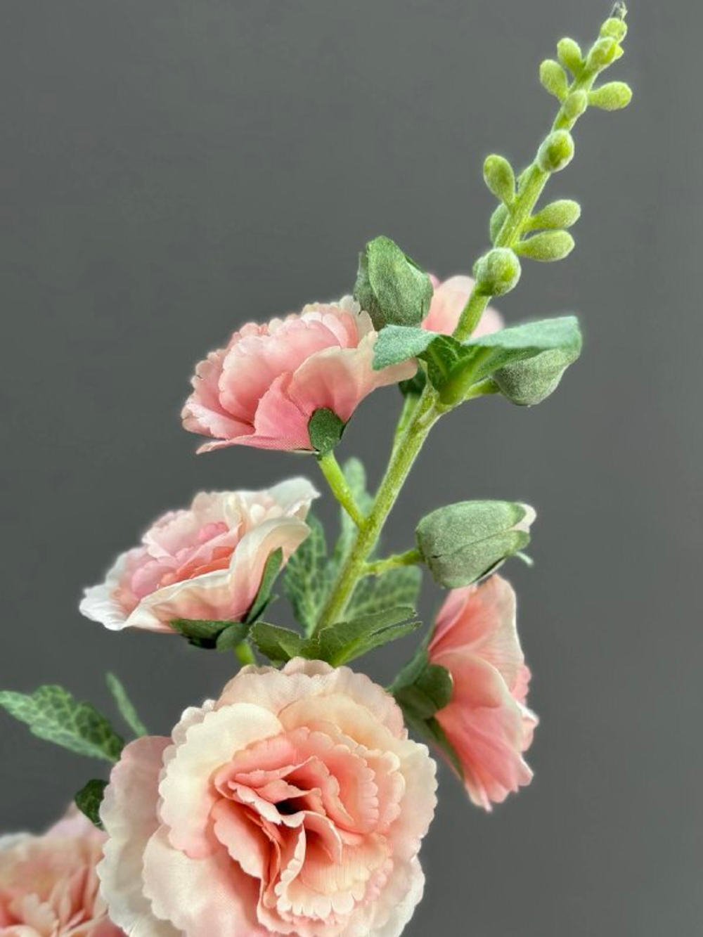 Мальва персиковая (h91 см)