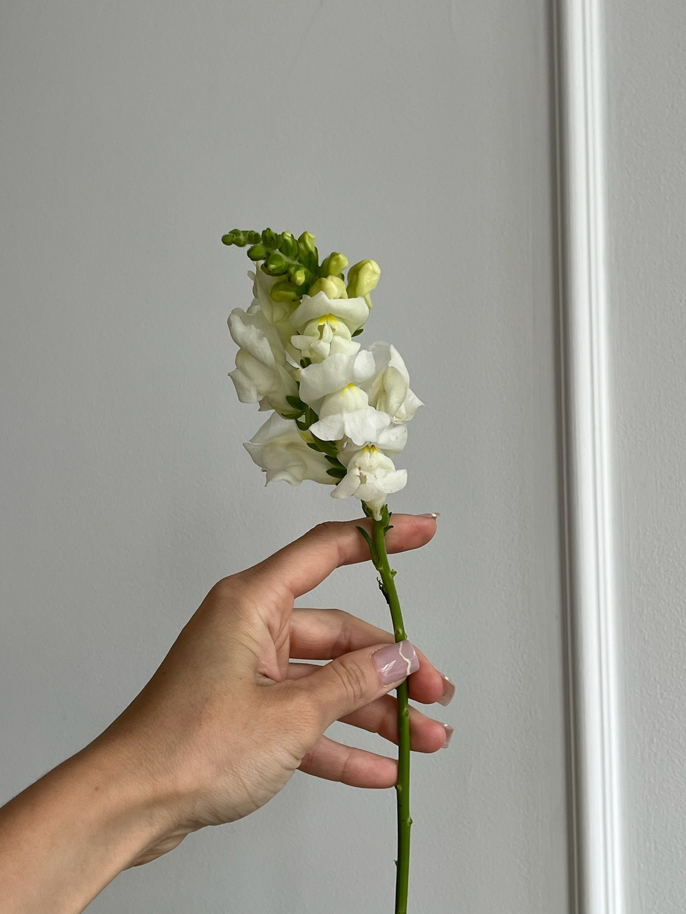 Львиный зев