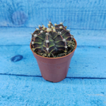 Gymnocalycium Friedrichii (Гимнокалициум)