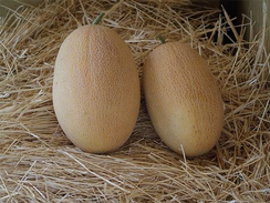 Оксана F1 семена дыни (Enza Zaden / Энза Заден)