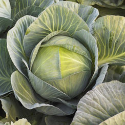 Профессор F1 семена капусты белокочанной (Syngenta / Сингента)