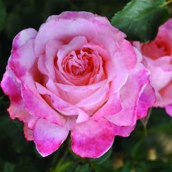 Пикоти Ваза (Picotee Vaza)