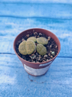 Lithops sp. (Литопсы)