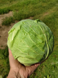 Капуста белокочанная в нарезке