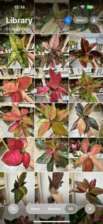 Аглаонемы май 2026