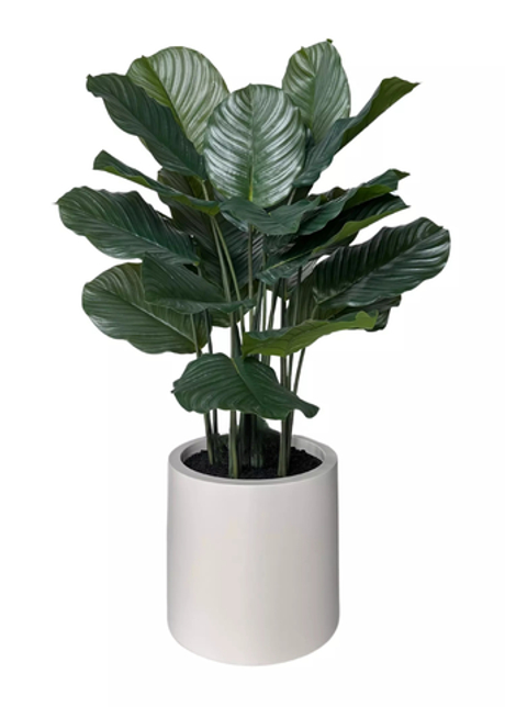 Калатея круглолистная в декоративном кашпо 115 см