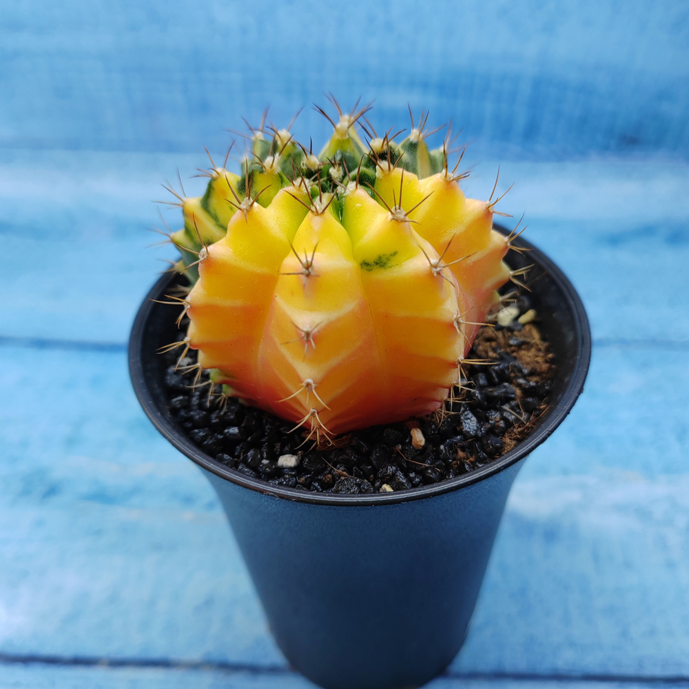 Gymnocalycium Variegata (Гимнокалициум Вариегатный)