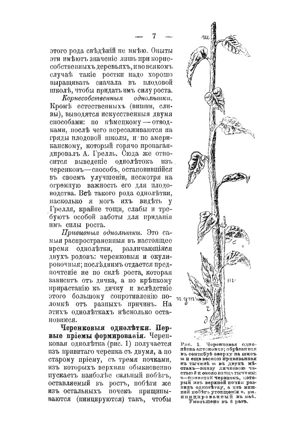 Обрезка плодовых деревьев и ягодных кустарников: Когда и как производить их обрезку и формирование | Рытов Михаил Васильевич