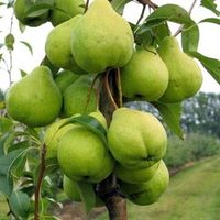 Летний сорт