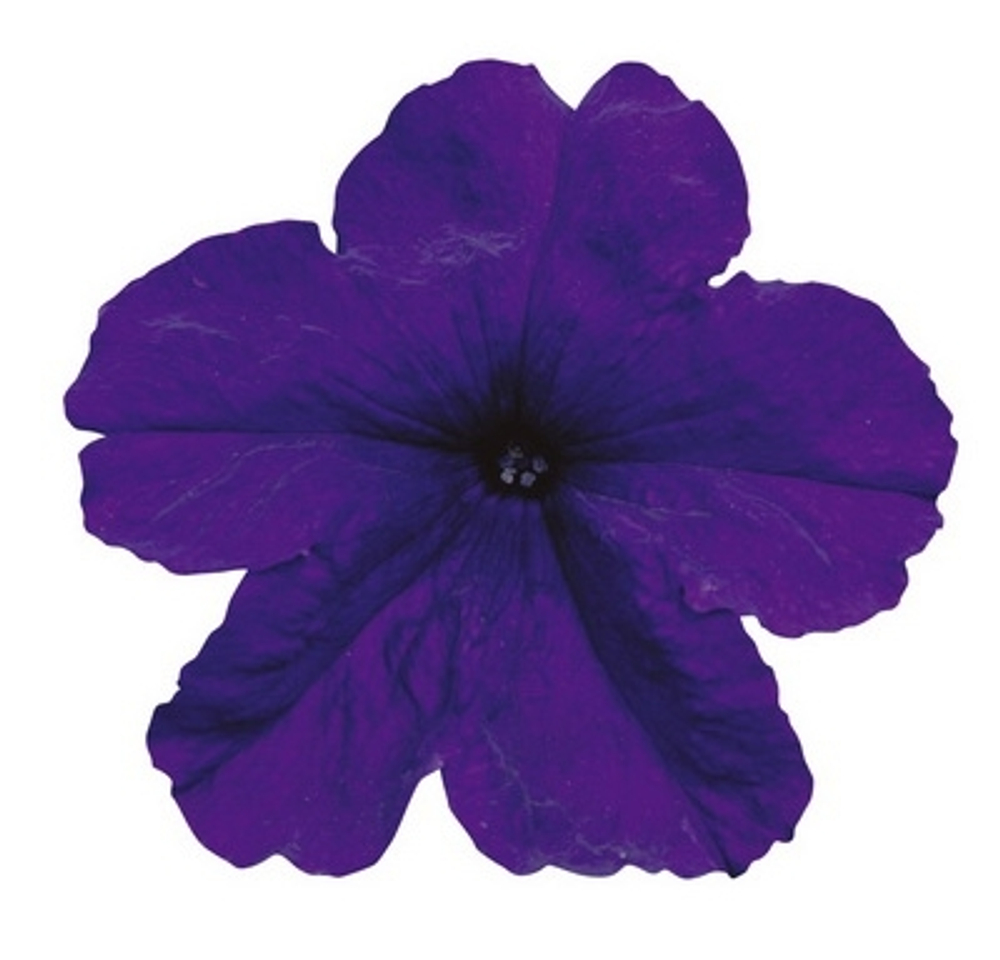 Петуния грандифлора Игл Блю (1000шт) Витагрин Профи