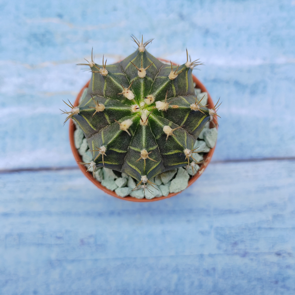 Gymnocalycium Friedrichii (Гимнокалициум)