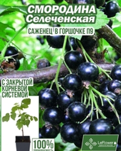 Смородина