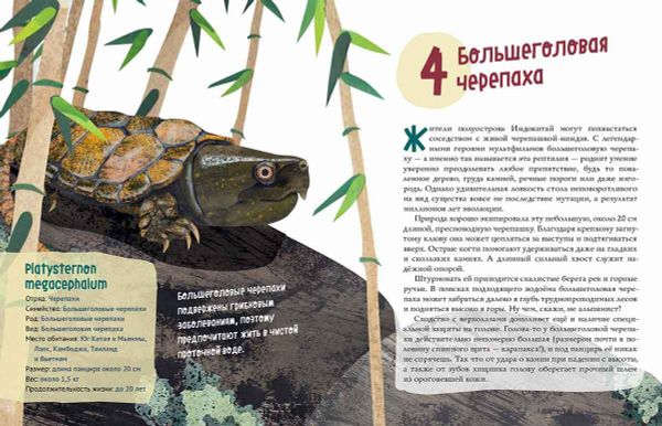 Черепахи. Великолепная десятка