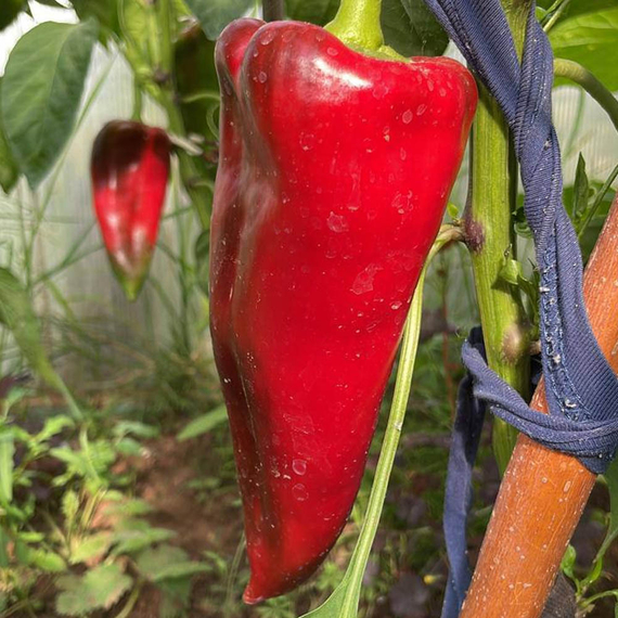 Каптур F1 семена перца сладкого (Seminis / ALEXAGRO) культура – фото 2