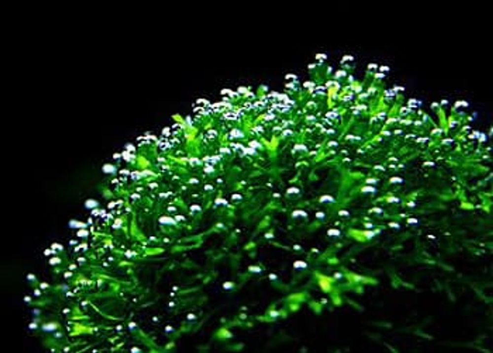 Риччия пучок (код 818)