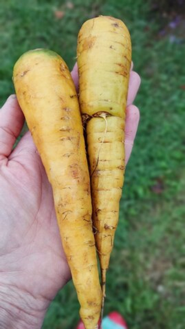 Морковь жёлтая