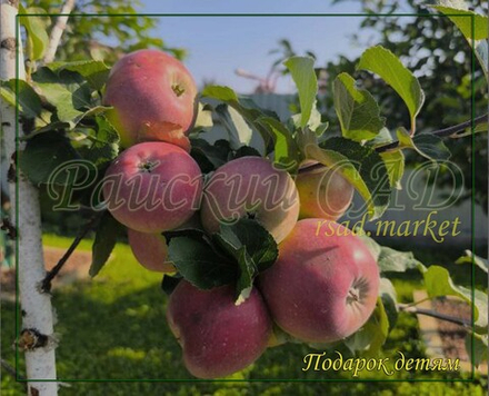Яблоня Подарок детям
