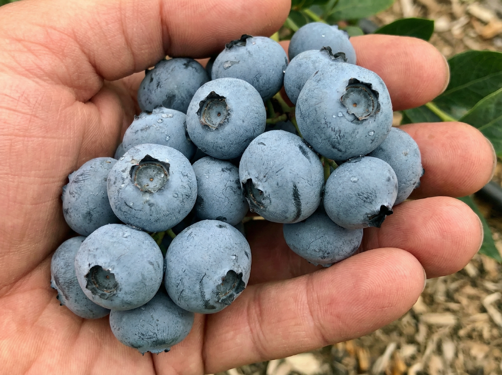 Голубика «Блю голд» (Супер-урожайная, Сладкая, Плотная ягода)