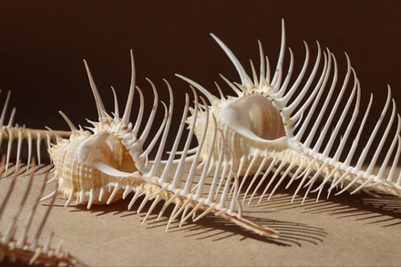 Ракушка Мурекс Пектен (Murex pecten) 8-12 см