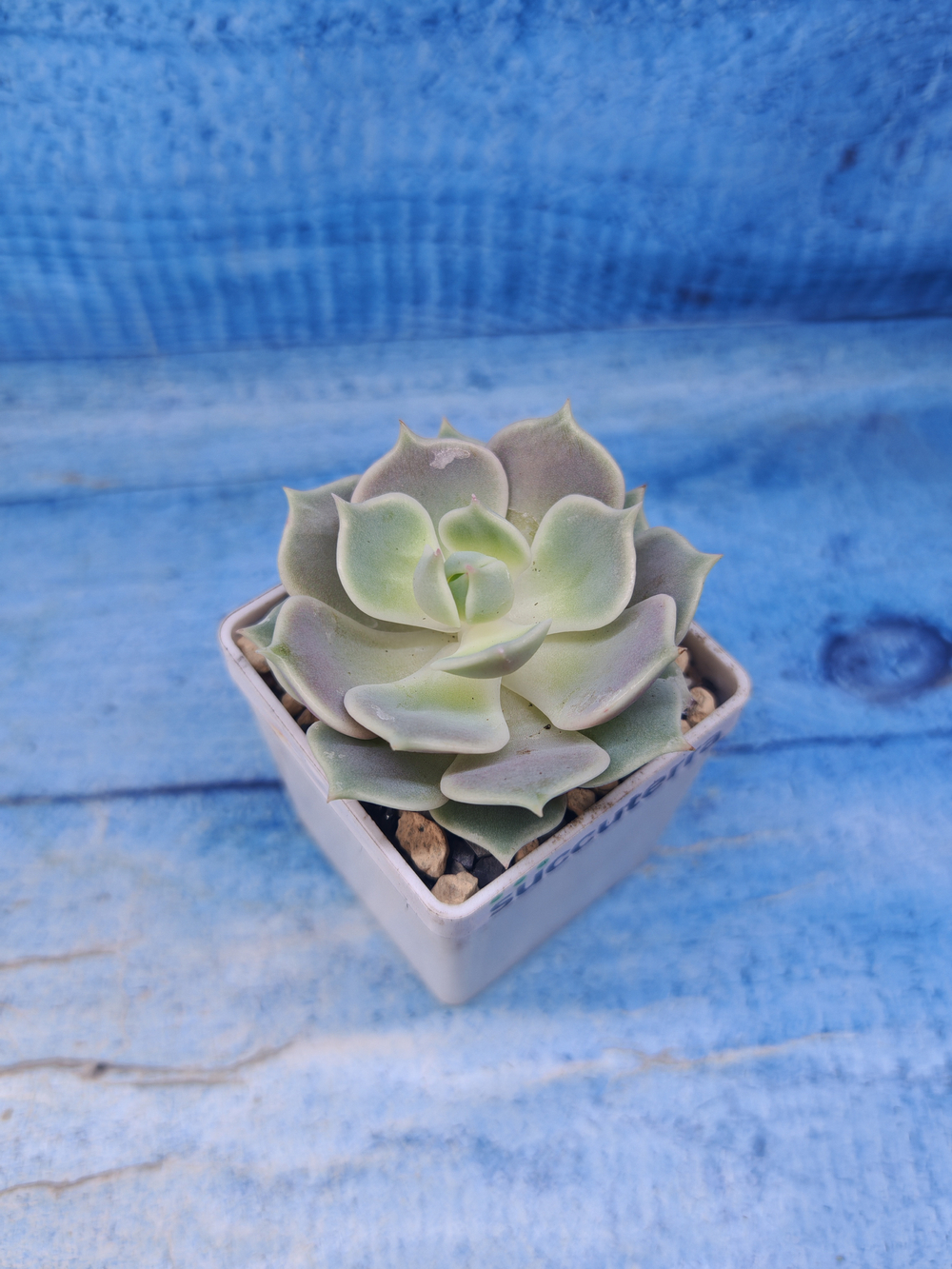 Echeveria Lola (Эхеверия)